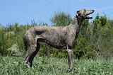 GREYHOUND 150